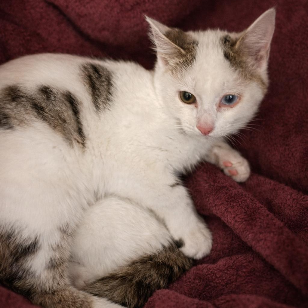 Falcon, ADOPTABLE, Kitten Female Domestic Short Hair.