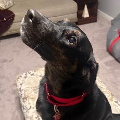 Sadie, Adoptable, Adult Female Mixed Breed & Labrador Retriever.
