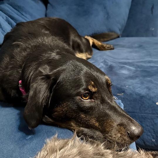 Enlarge Sadie, a Adoptable mixed breed in Festus, MO image 1/6