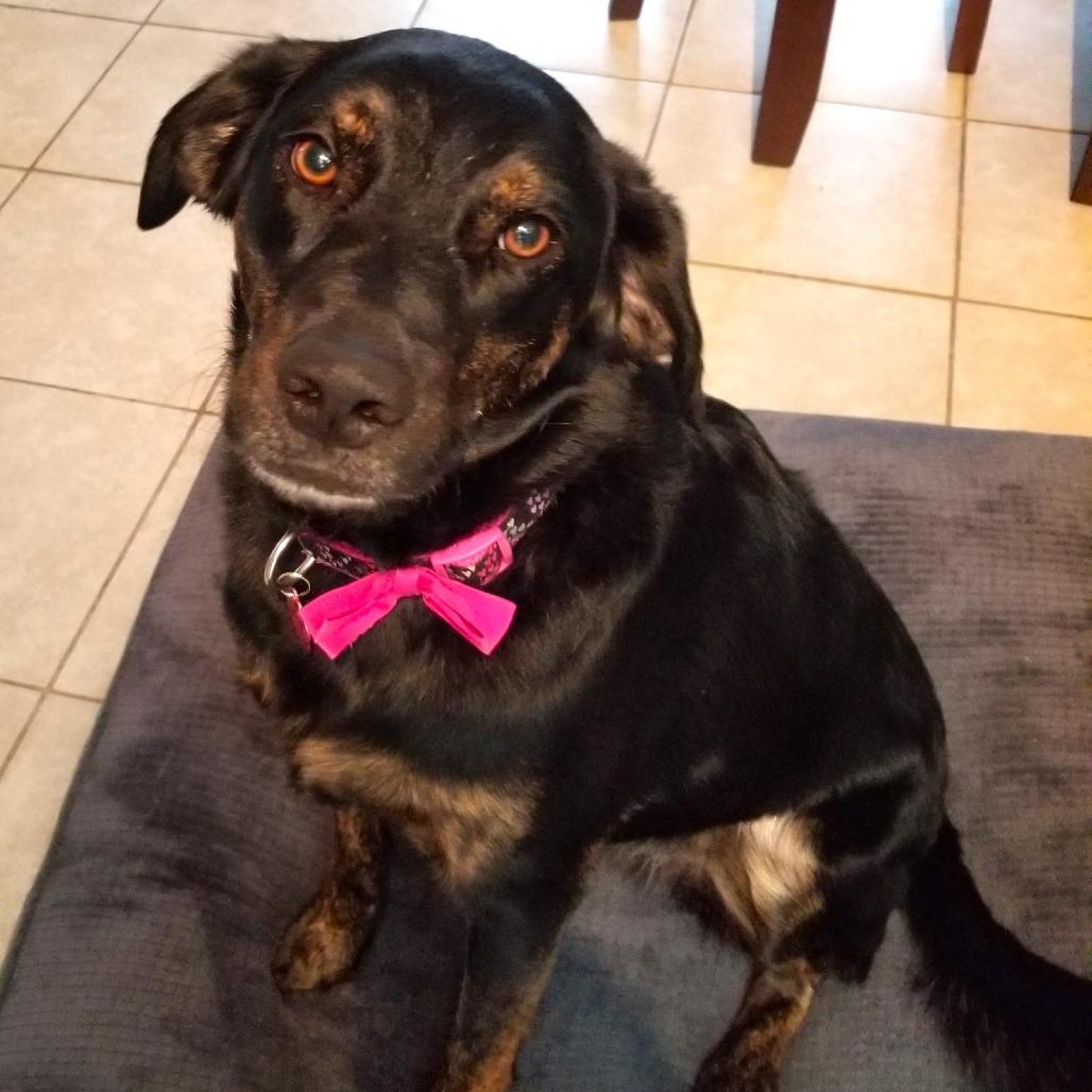 Enlarge Sadie, a Adoptable mixed breed in Festus, MO image 1/4