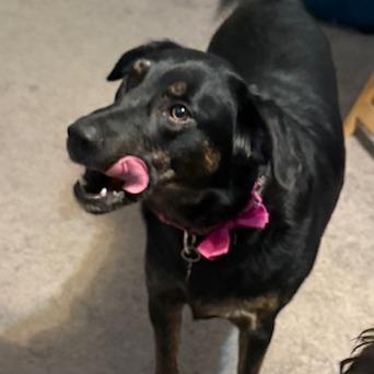 Enlarge Sadie, a Adoptable mixed breed in Festus, MO image 2/5