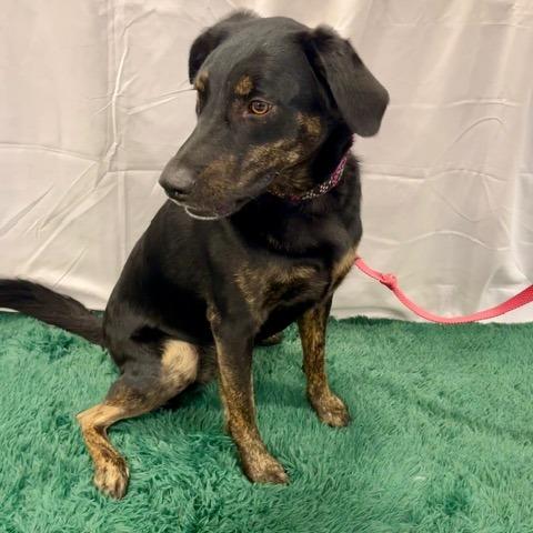 Enlarge Sadie, a Adoptable mixed breed in Festus, MO image 2/6