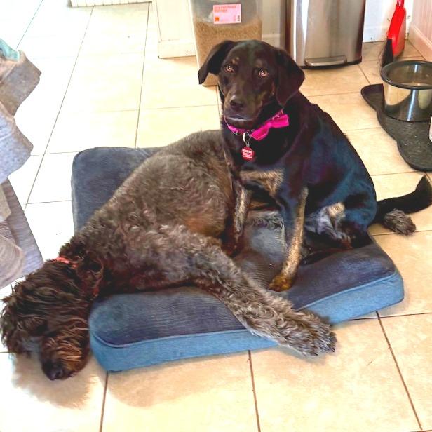 Sadie, Adoptable, Adult Female Border Collie & Shepherd.