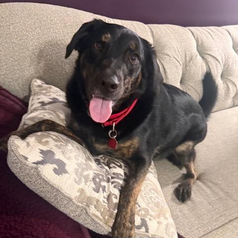 Enlarge Sadie, a Adoptable mixed breed in Festus, MO image 3/5