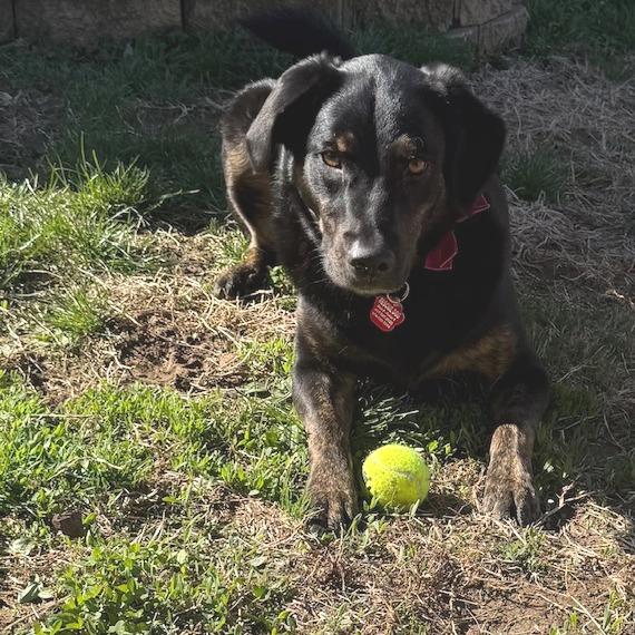 Enlarge Sadie, a Adoptable mixed breed in Festus, MO image 3/6
