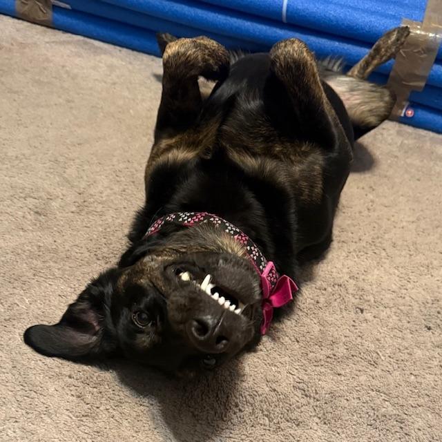 Sadie, a Adoptable mixed breed in Festus, MO image 3/5