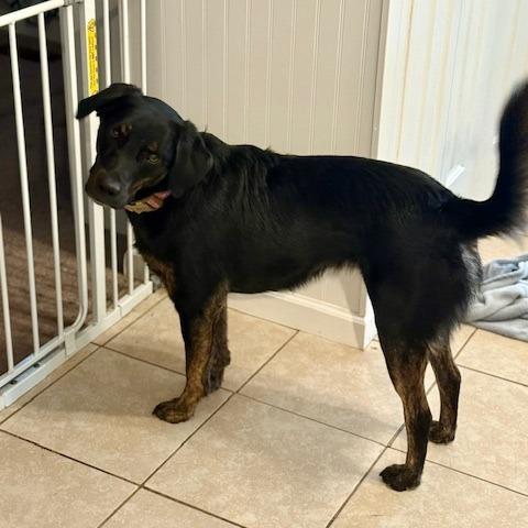 Enlarge Sadie, a Adoptable mixed breed in Festus, MO image 2/4