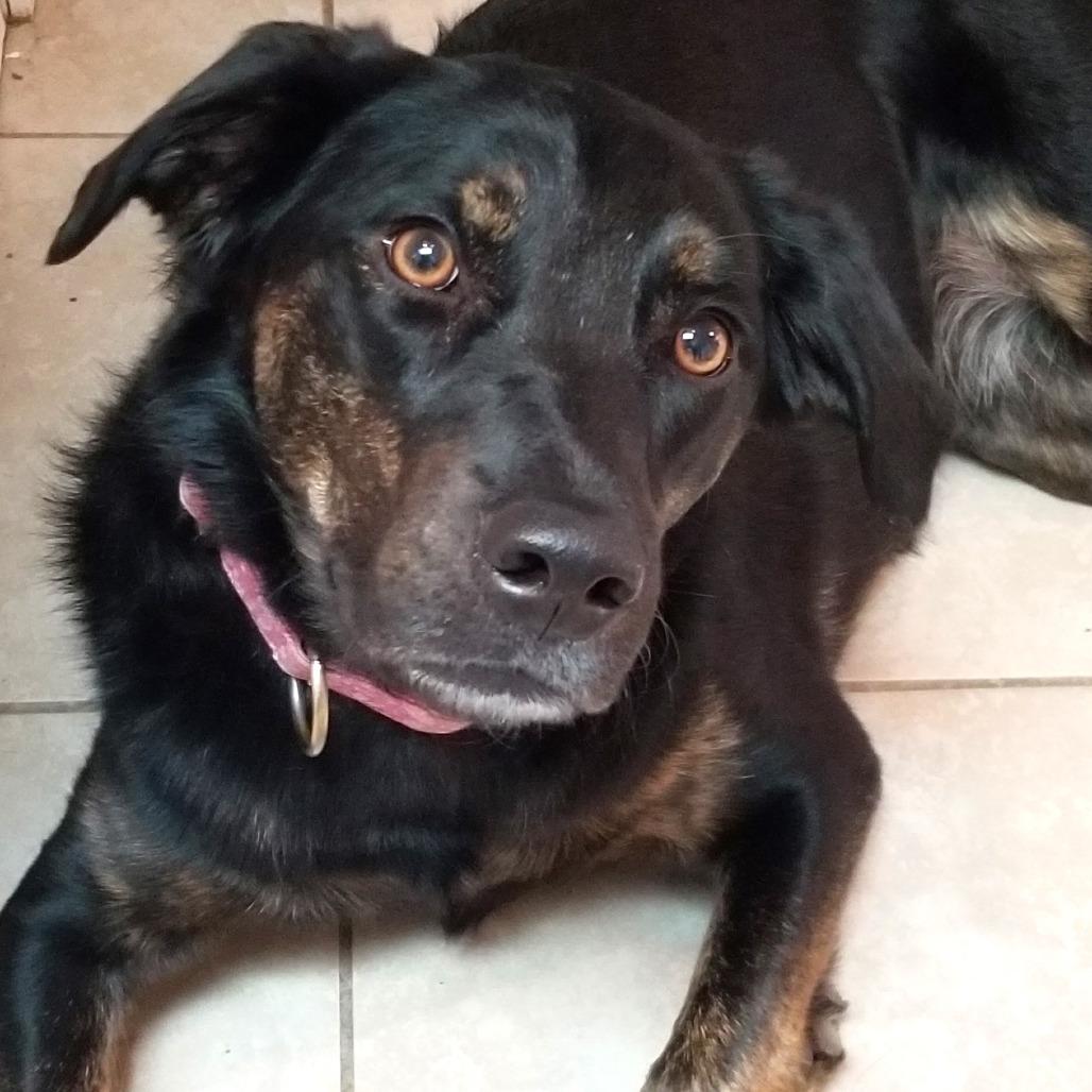 Enlarge Sadie, a Adoptable mixed breed in Festus, MO image 3/4