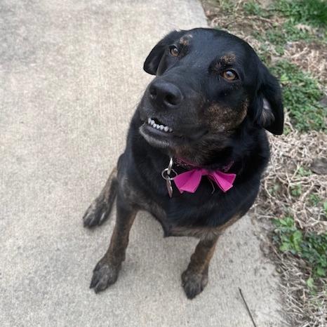 Enlarge Sadie, a Adoptable mixed breed in Festus, MO image 4/6