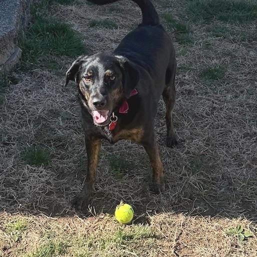 Enlarge Sadie, a Adoptable mixed breed in Festus, MO image 5/5