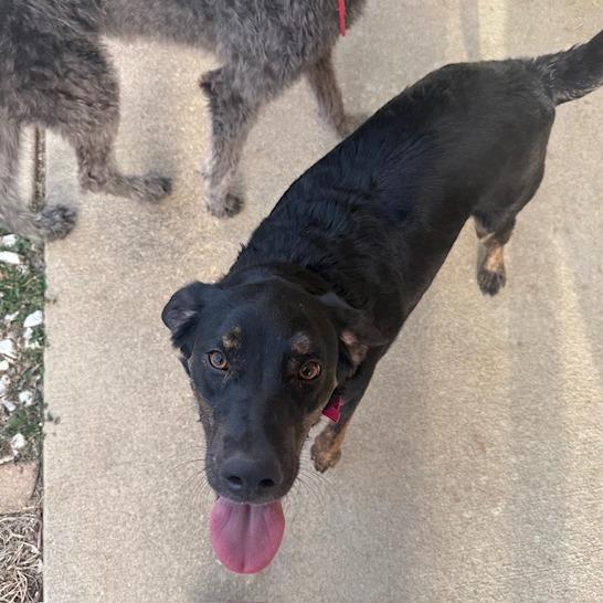 Sadie, a Adoptable mixed breed in Festus, MO image 4/5