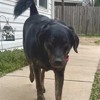 Enlarge Sadie, a Adoptable mixed breed in Festus, MO image 6/6