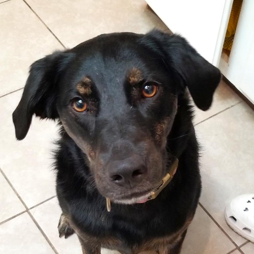 Enlarge Sadie, a Adoptable mixed breed in Festus, MO image 4/4