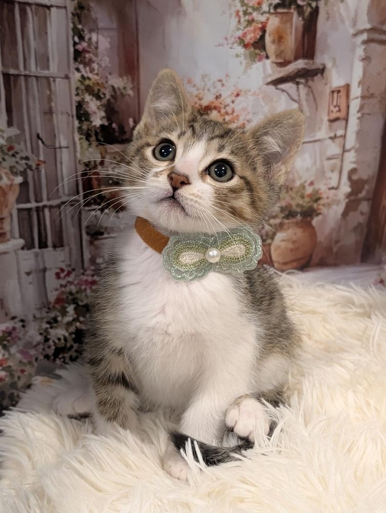 Enlarge Scar, a Adoptable Tabby in Fremont, CA image 1/5
