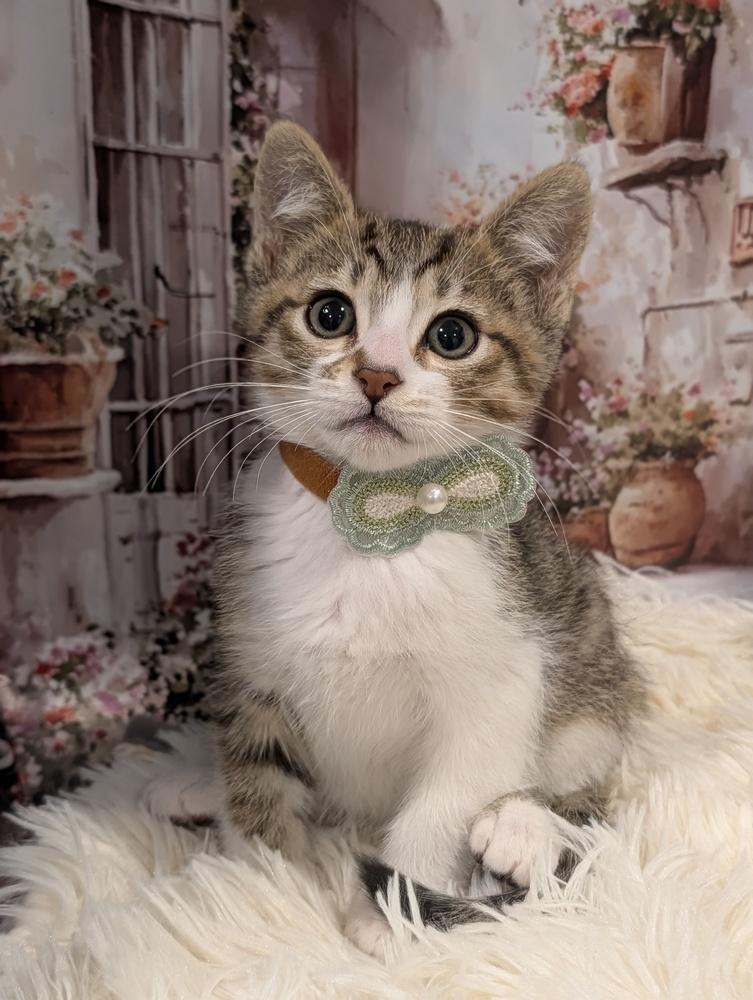 Enlarge Scar, a Adoptable Tabby in Fremont, CA image 2/5