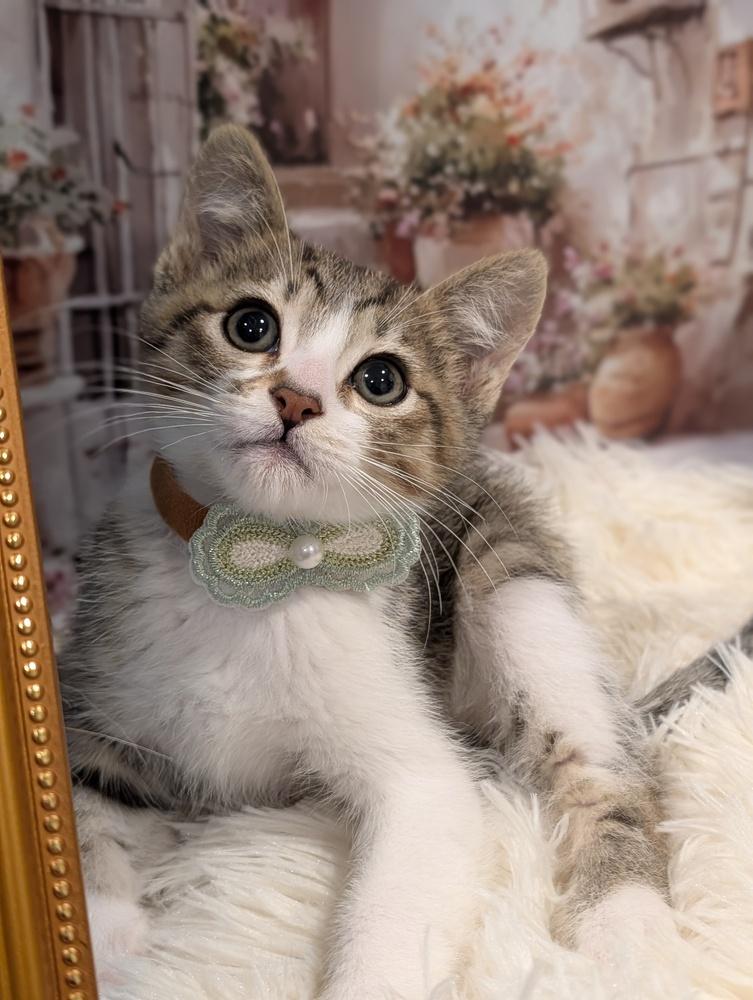 Enlarge Scar, a Adoptable Tabby in Fremont, CA image 3/5