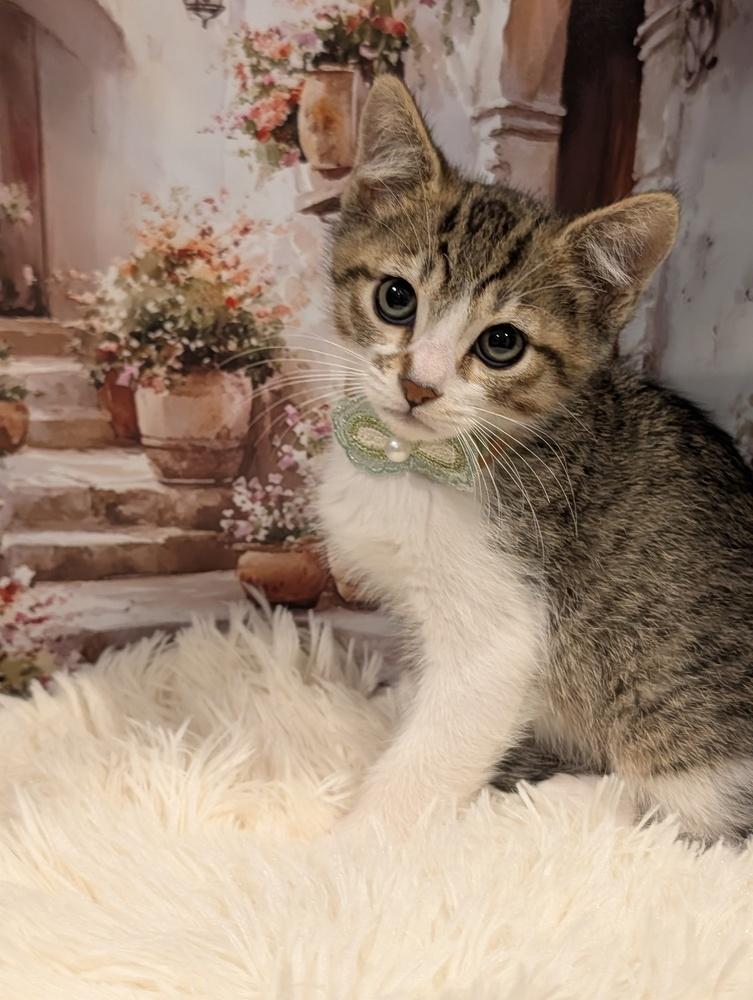 Enlarge Scar, a Adoptable Tabby in Fremont, CA image 4/5