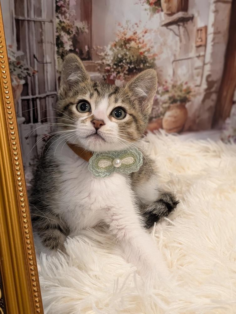 Enlarge Scar, a Adoptable Tabby in Fremont, CA image 5/5
