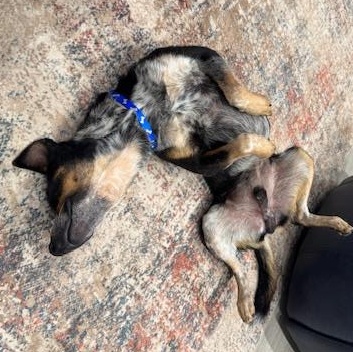 Enlarge Rigatoni, a Adopted Australian Cattle Dog / Blue Heeler in Seattle, WA image 5/6