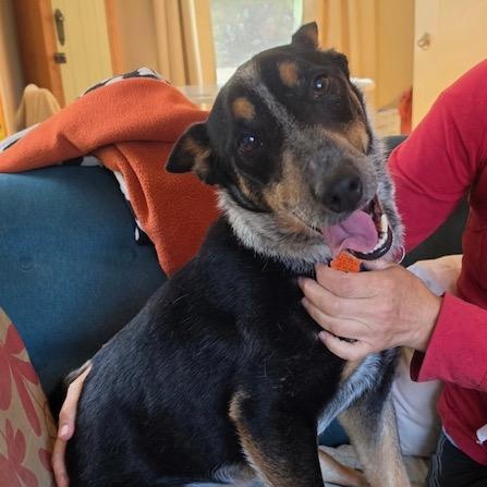 Enlarge Rigatoni, a Adopted Australian Cattle Dog / Blue Heeler in Seattle, WA image 4/6