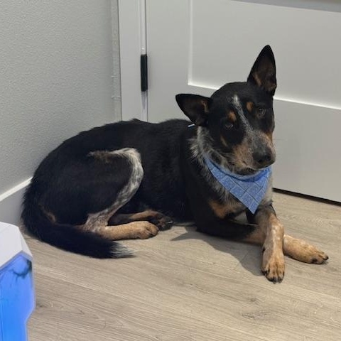 Enlarge Rigatoni, a Adopted Australian Cattle Dog / Blue Heeler in Seattle, WA image 3/6