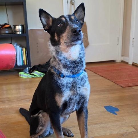 Enlarge Rigatoni, a Adopted Australian Cattle Dog / Blue Heeler in Seattle, WA image 6/6
