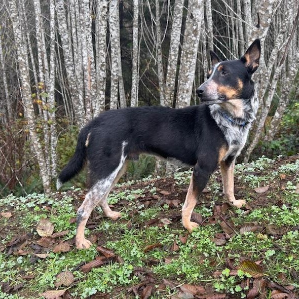 Enlarge Rigatoni, a Adopted Australian Cattle Dog / Blue Heeler in Seattle, WA image 1/6
