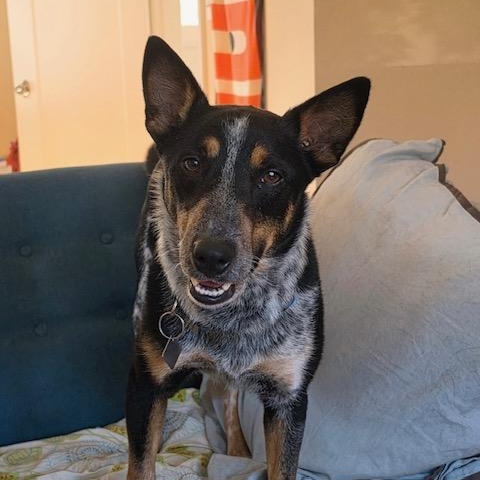 Enlarge Rigatoni, a Adopted Australian Cattle Dog / Blue Heeler in Seattle, WA image 2/6