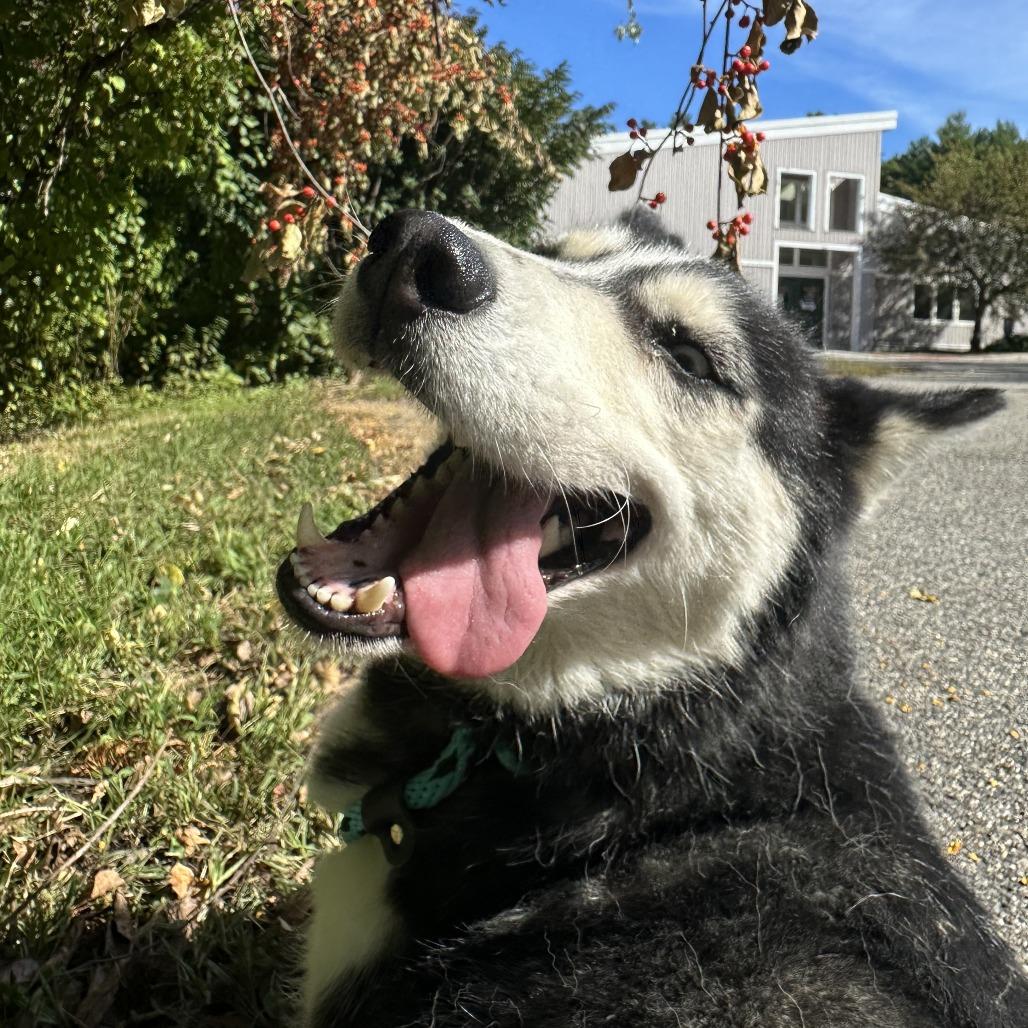 Misty, Adoptable, Adult Female Siberian Husky.