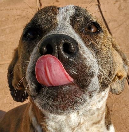 Enlarge Wyatt, a Adoptable mixed breed in Shreveport, LA image 1/2