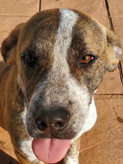 Enlarge Wyatt, a Adoptable mixed breed in Shreveport, LA image 2/2
