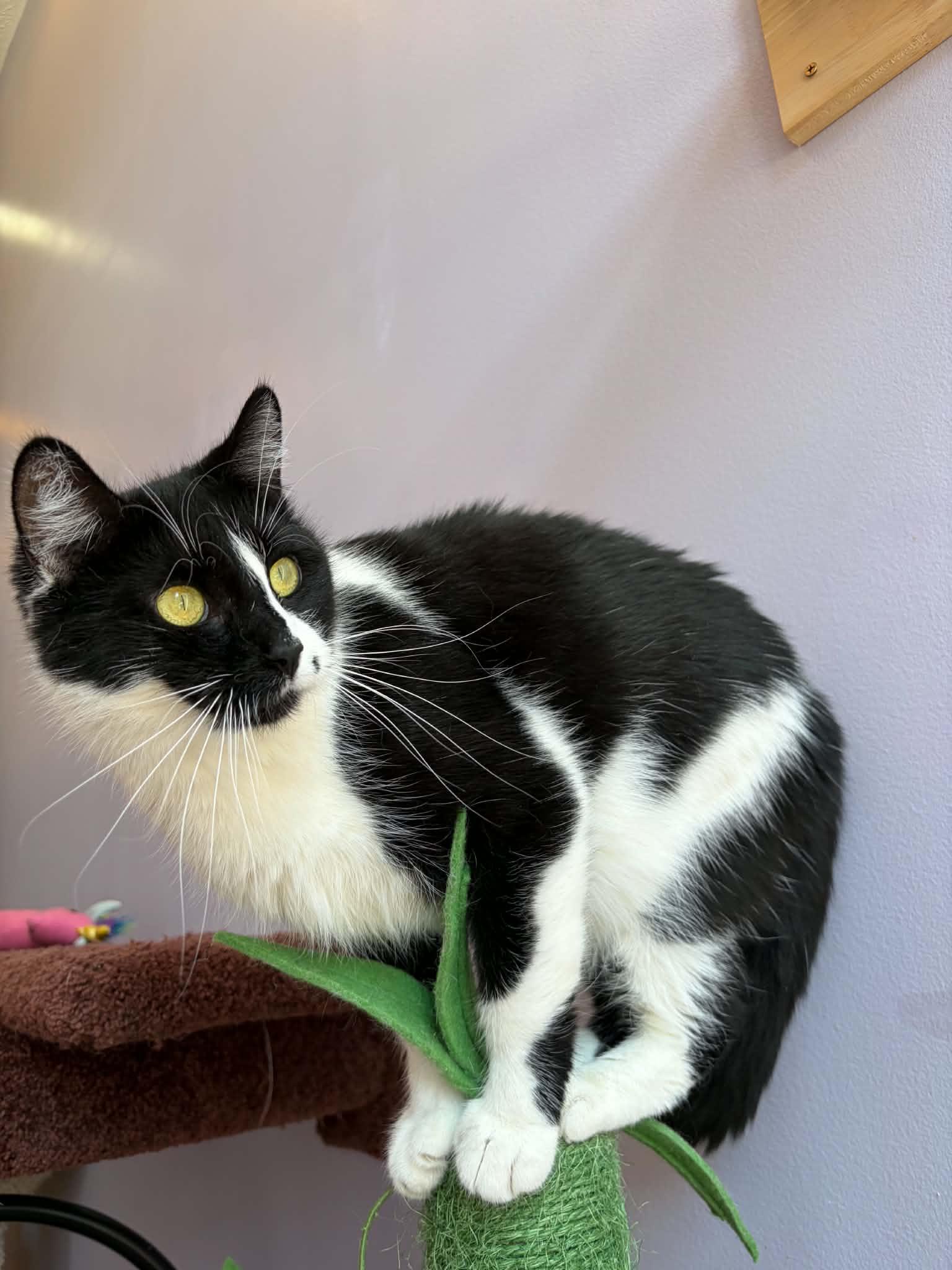 Kos (cat café), adoptable, Adult Female Domestic Short Hair.