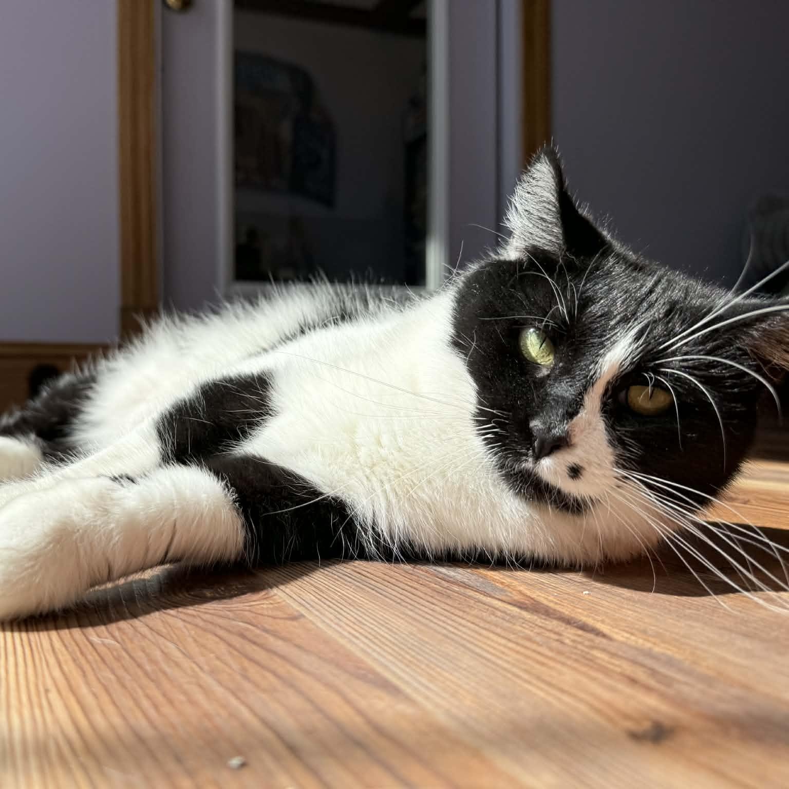 Kos (cat café), adoptable, Adult Female Domestic Short Hair.