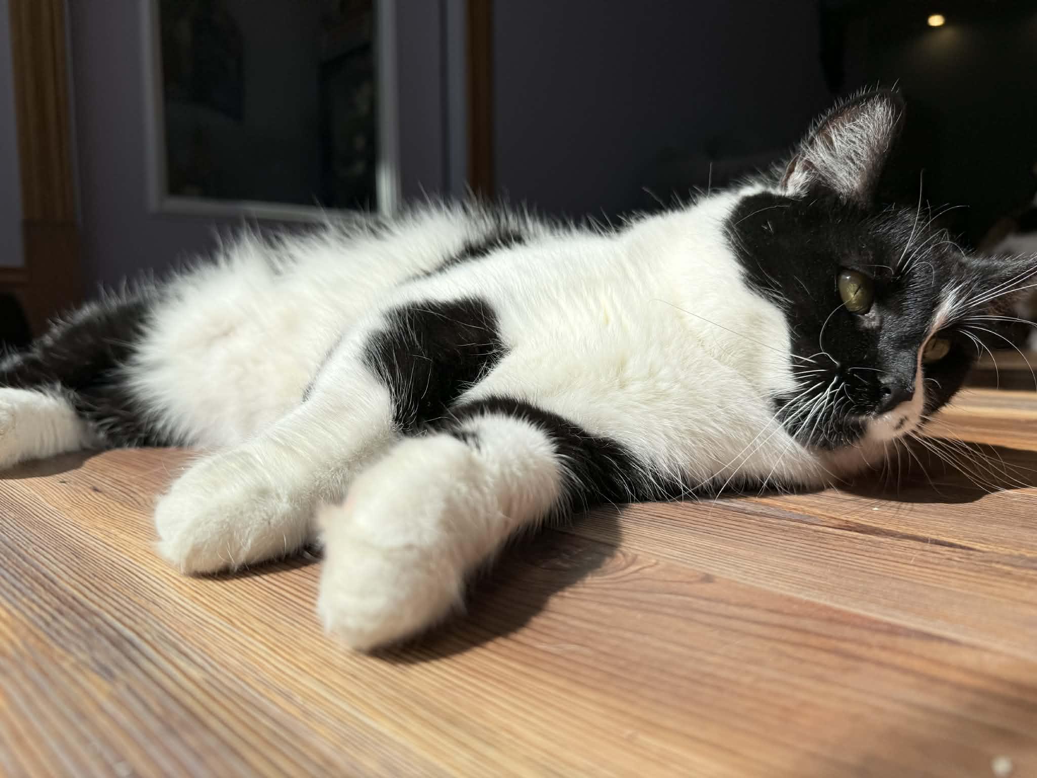 Enlarge Kos (cat café), an adoptable Domestic Short Hair in Lafayette, IN image 5/6