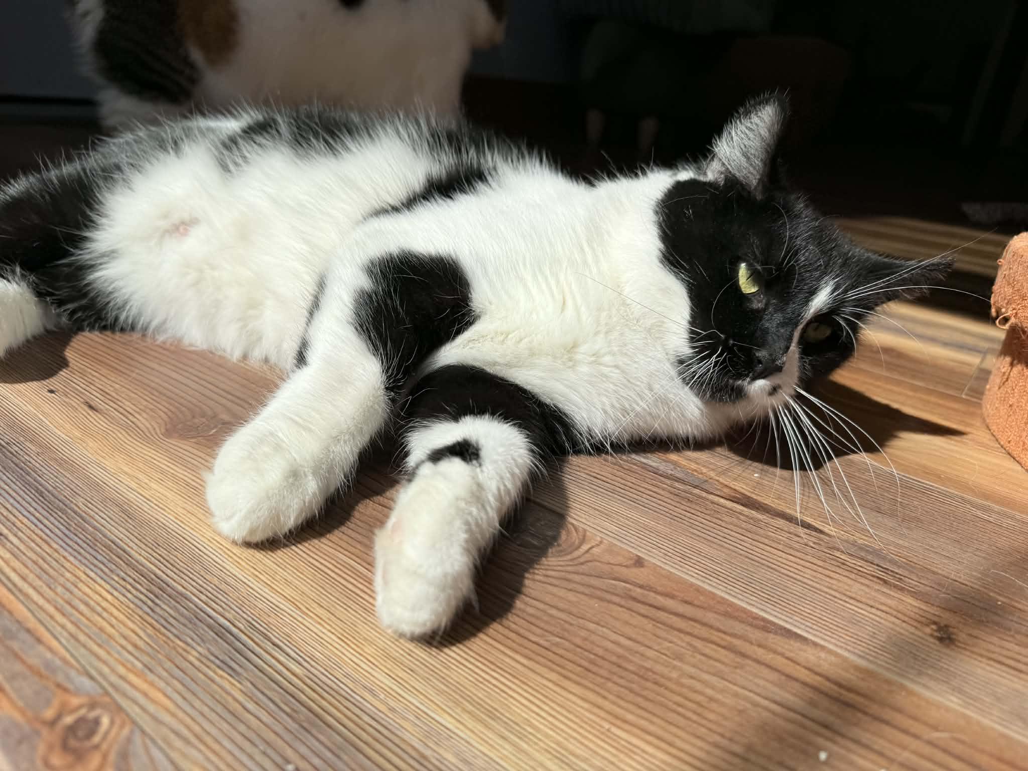 Enlarge Kos (cat café), an adoptable Domestic Short Hair in Lafayette, IN image 6/6