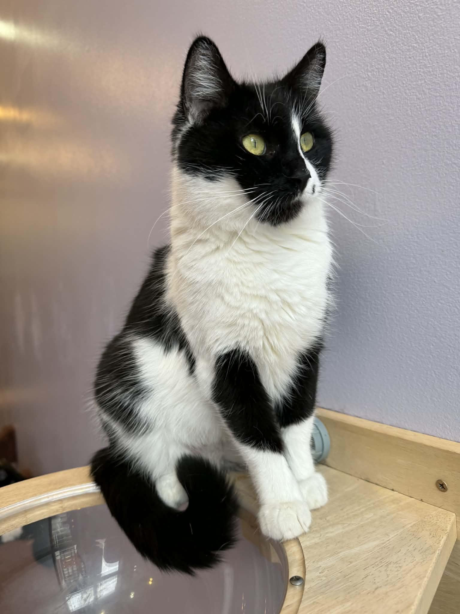 Kos (cat café), adoptable, Adult Female Domestic Short Hair.