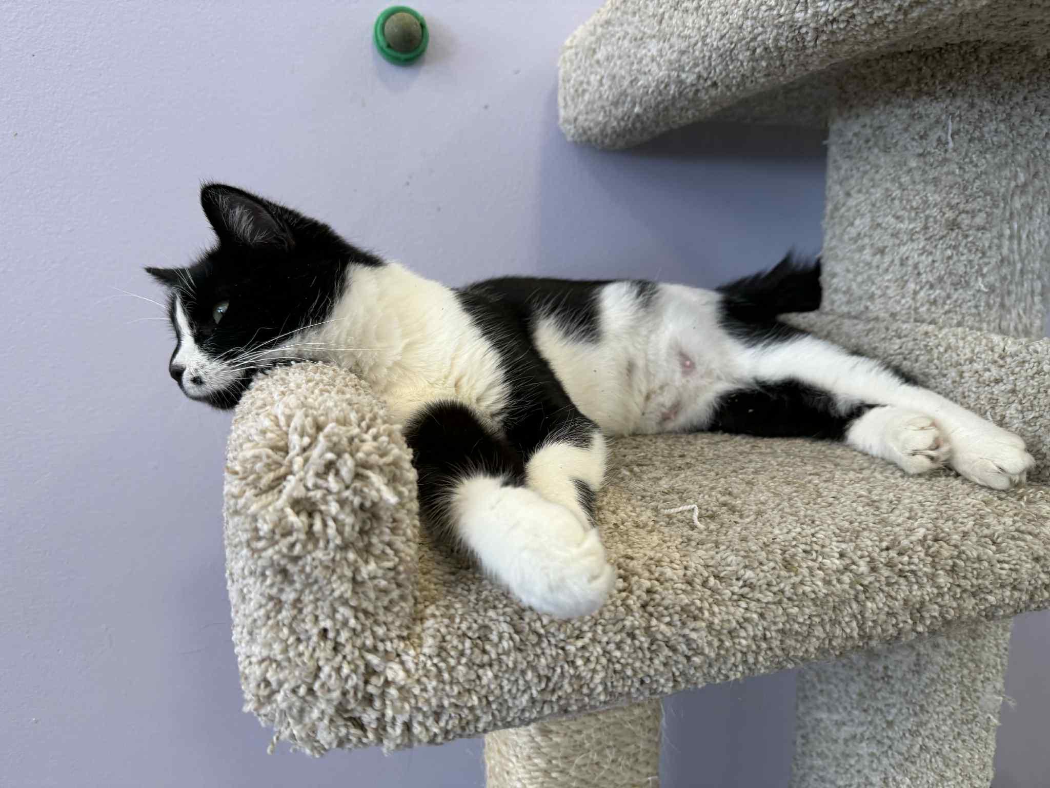 Enlarge Kos (cat café), an adoptable Domestic Short Hair in Lafayette, IN image 5/5