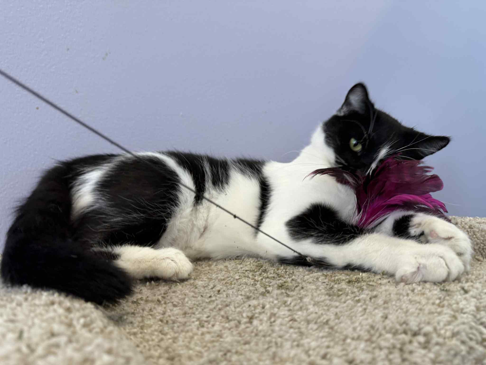Enlarge Kos (cat café), an adoptable Domestic Short Hair in Lafayette, IN image 3/5