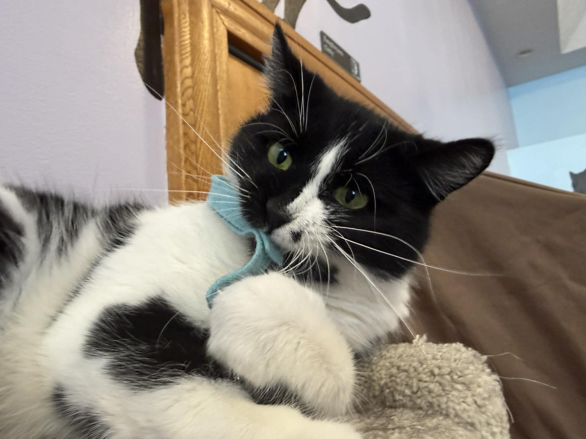 Enlarge Kos (cat café), an adoptable Domestic Short Hair in Lafayette, IN image 1/4