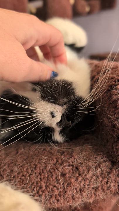 Enlarge Kos (cat café), an adoptable Domestic Short Hair in Lafayette, IN video 4/6