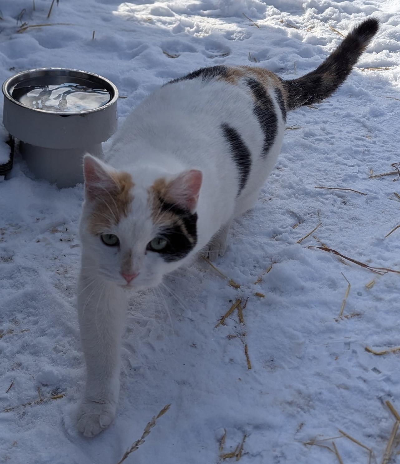 Enlarge Sage, a Adoptable Calico in Midland, MI image 6/6