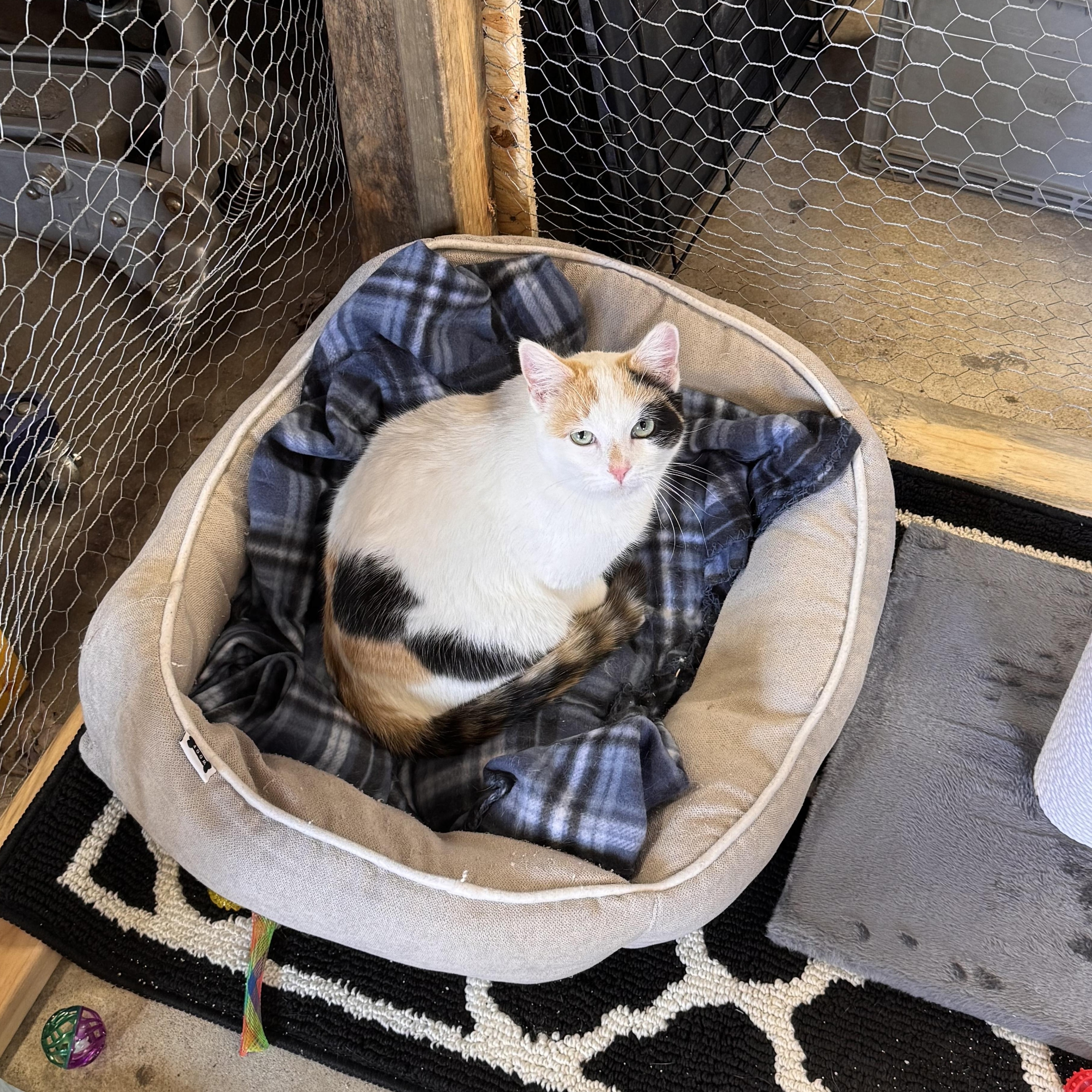 Enlarge Sage, a Adoptable Calico in Midland, MI image 2/6
