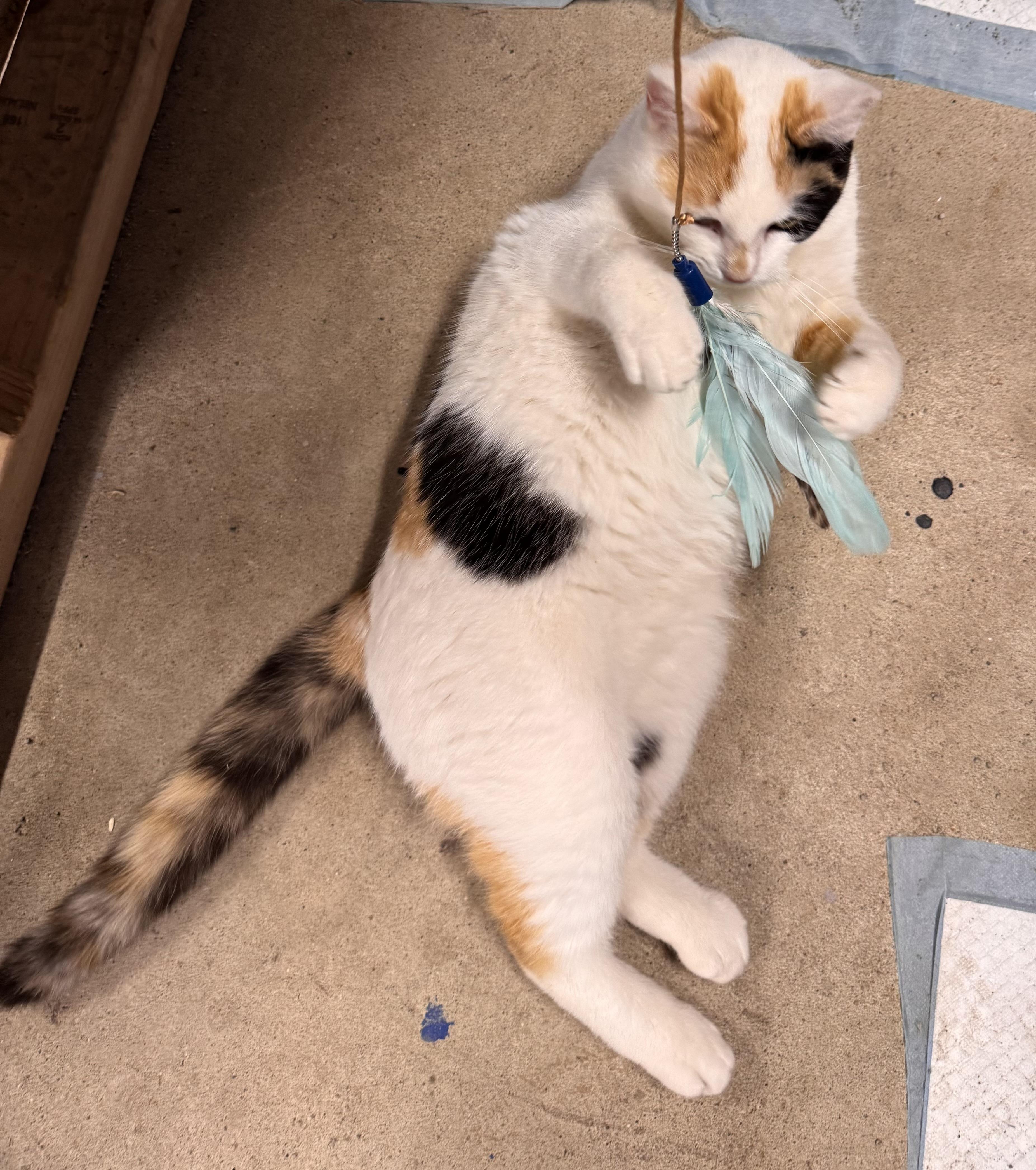 Enlarge Sage, a Adoptable Calico in Midland, MI image 4/6