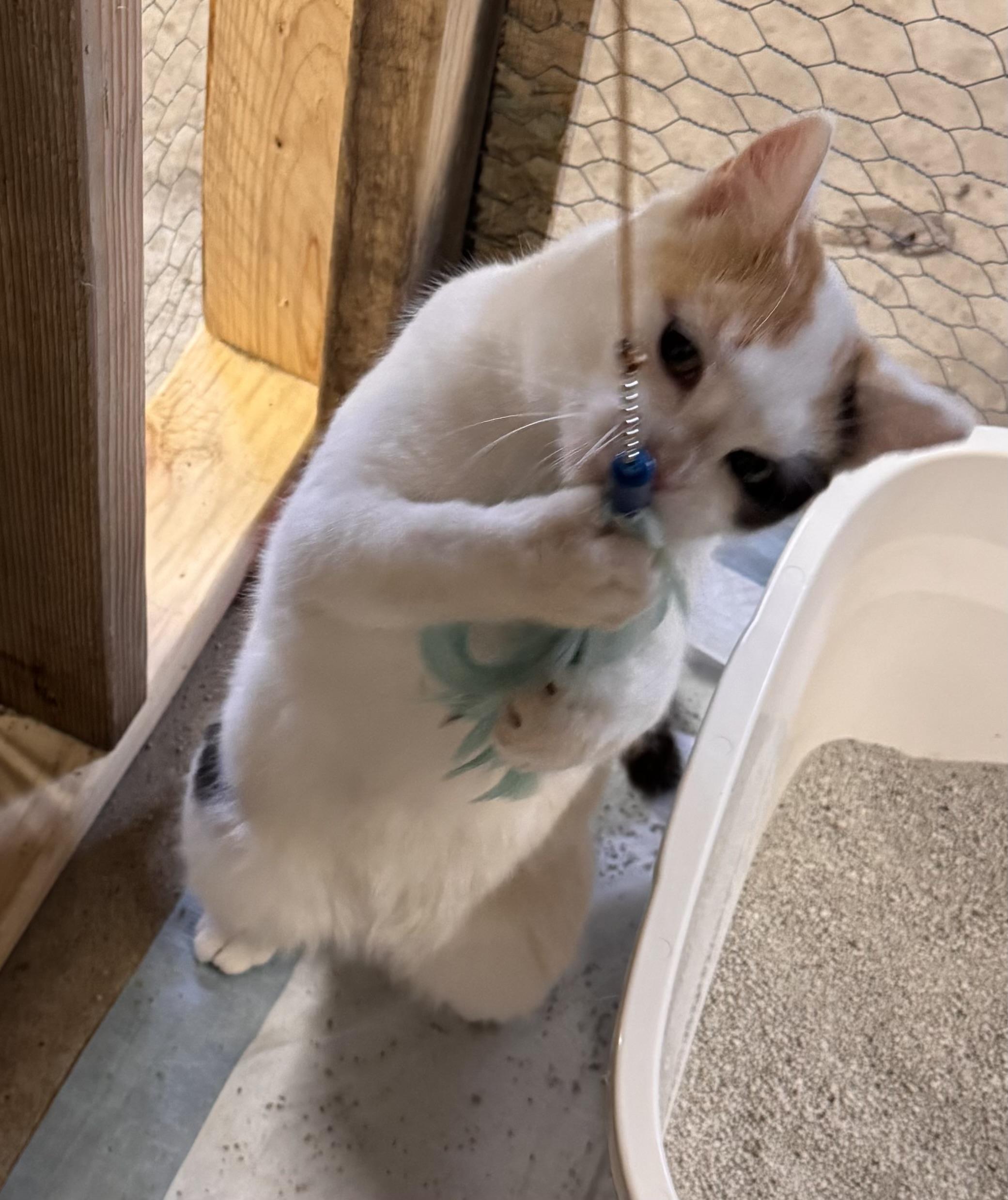 Enlarge Sage, a Adoptable Calico in Midland, MI image 5/6