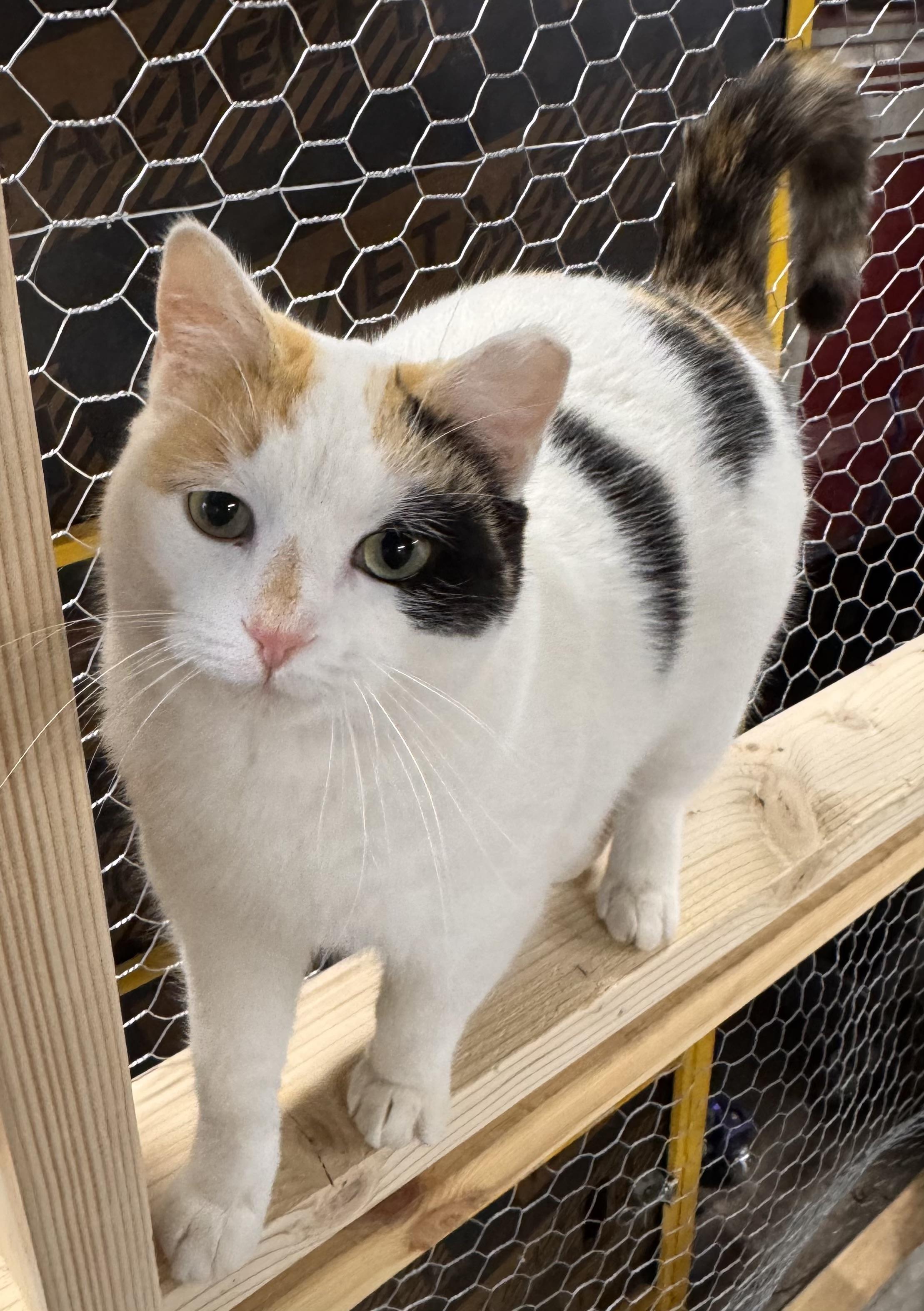 Enlarge Sage, a Adoptable Calico in Midland, MI image 1/6