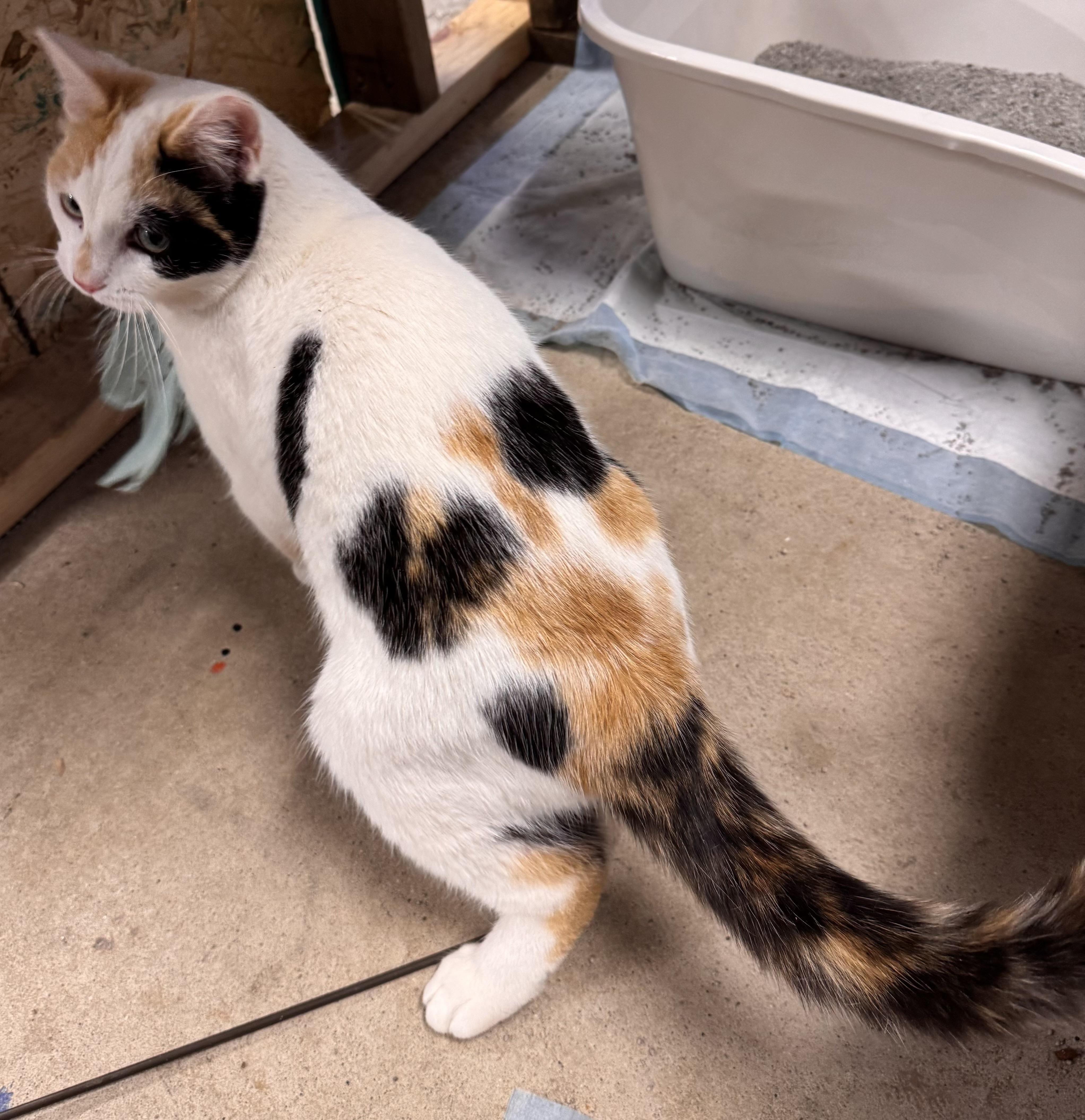 Enlarge Sage, a Adoptable Calico in Midland, MI image 3/6