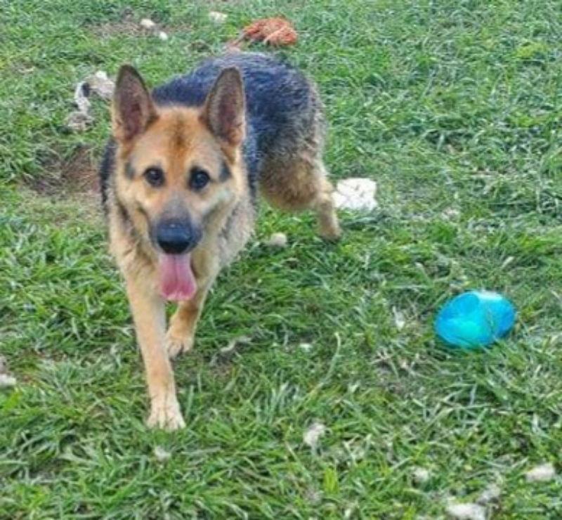 Senator ("Torrey"), a Adoptable mixed breed in Winston Salem, NC image 1/6