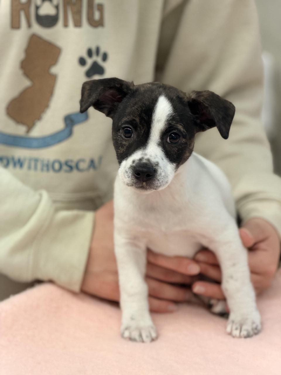 Enlarge Sarah Jessica Barker, an adoptable mixed breed in Sparta, NJ image 3/4
