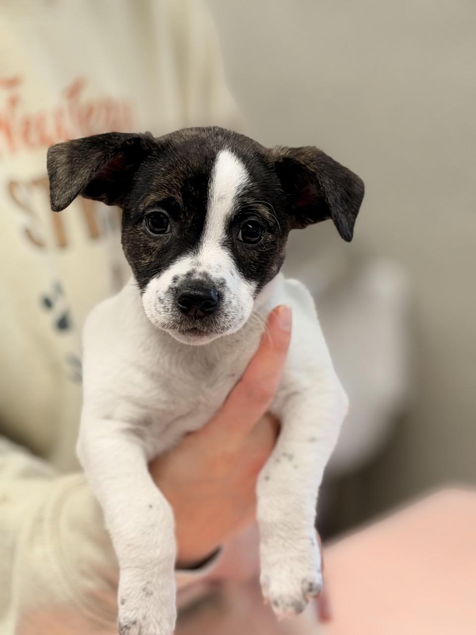 Enlarge Sarah Jessica Barker, an adoptable mixed breed in Sparta, NJ image 4/4