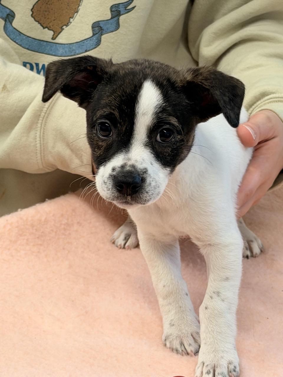 Enlarge Sarah Jessica Barker, an adoptable mixed breed in Sparta, NJ image 2/4